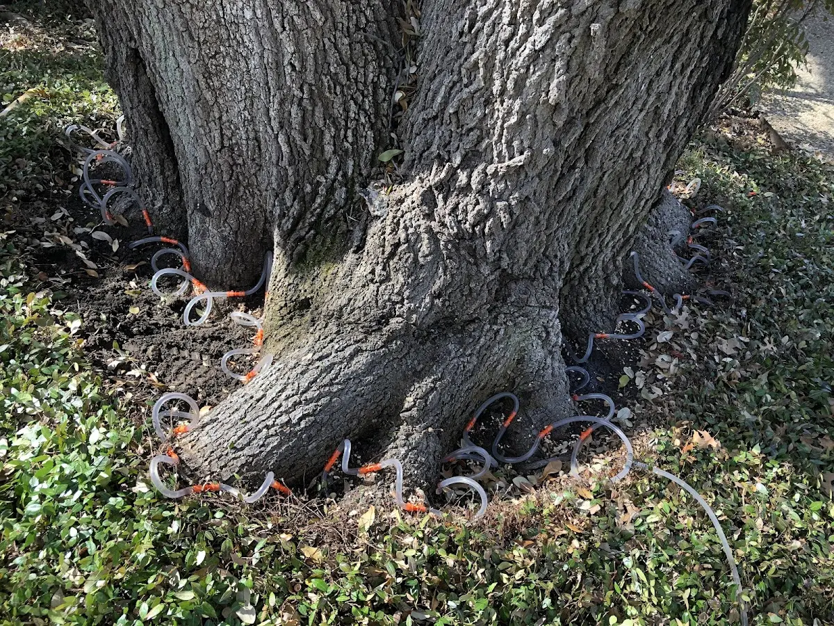 Detailed Tree Cabling and Bracing job site in Frankford
