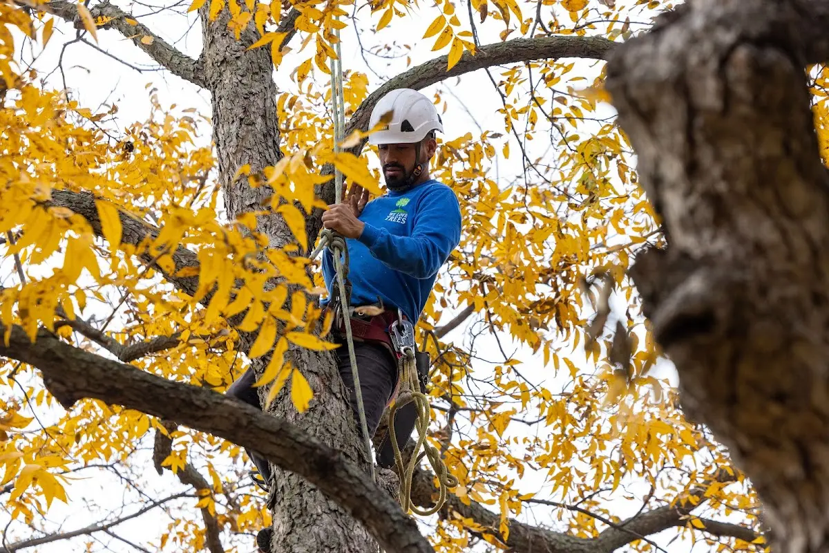 Skilled Tree Pruning crew working in Frankford
